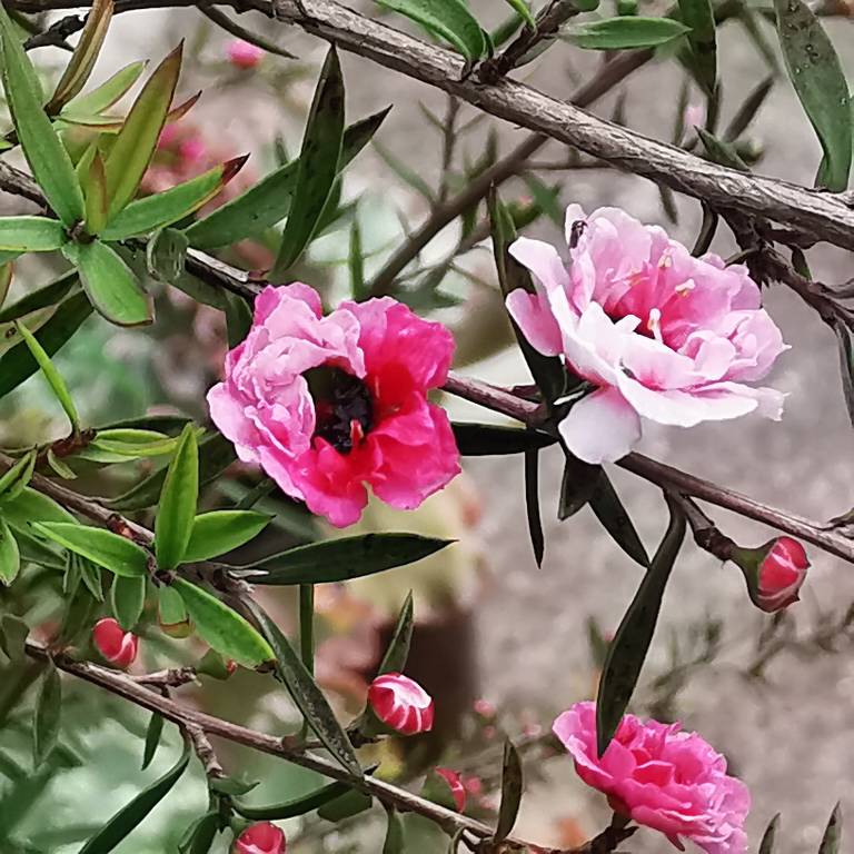 松红梅