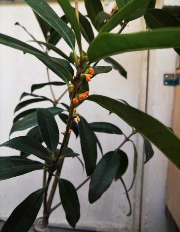 朱砂桂