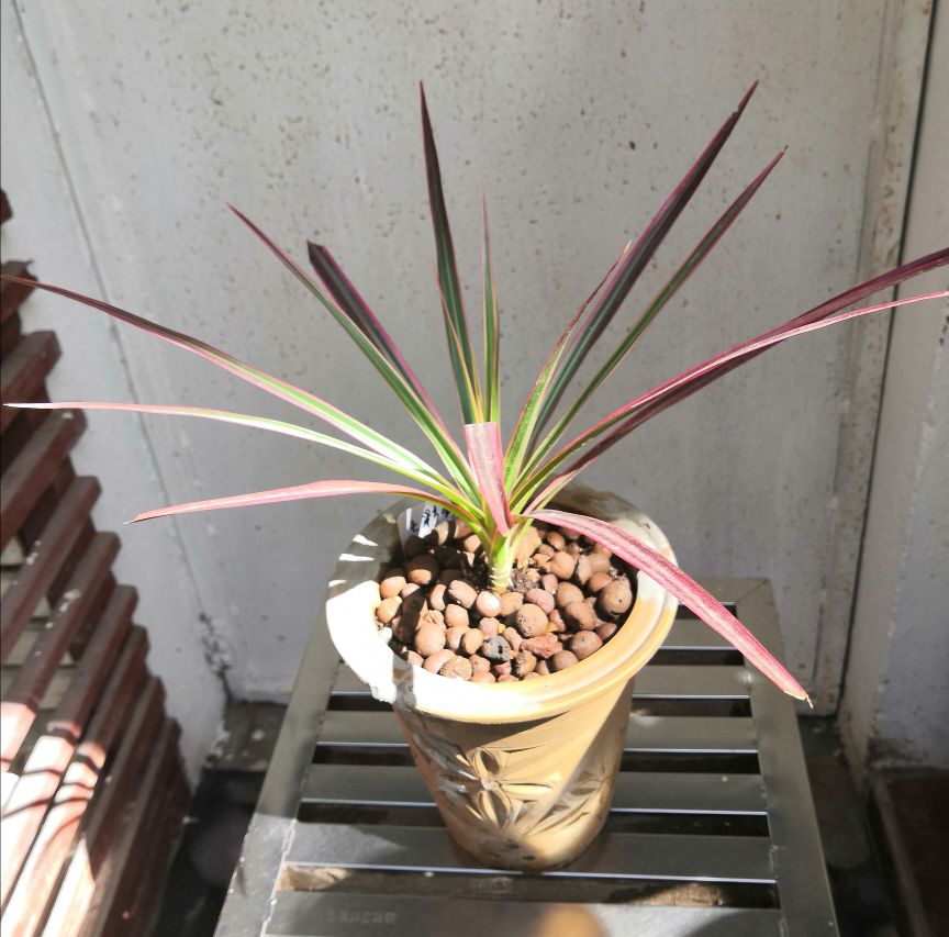 花卉