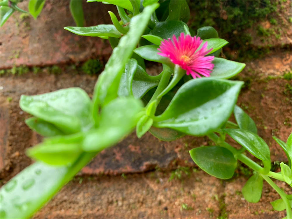 花卉