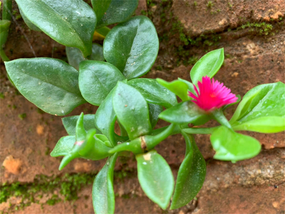 花卉