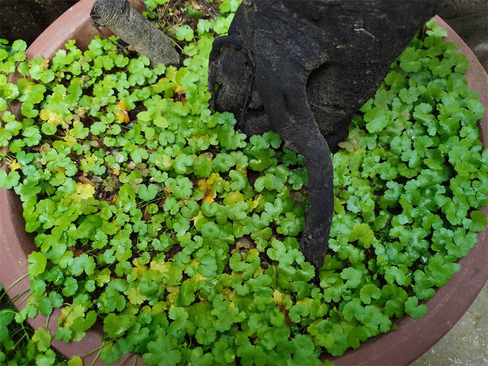 天胡荽