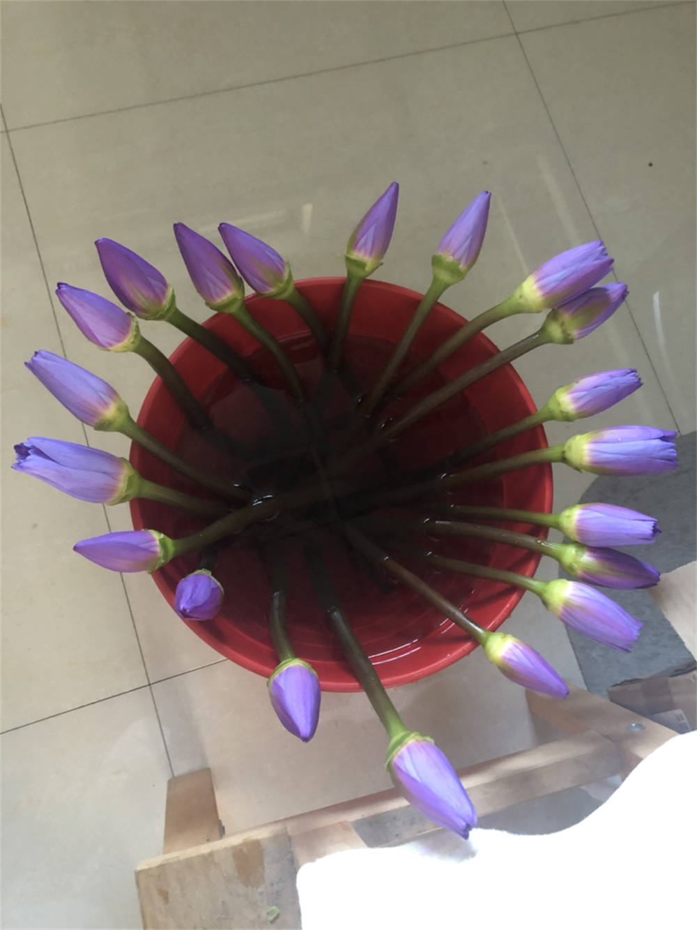 醒花
