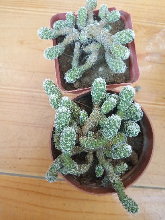 花卉