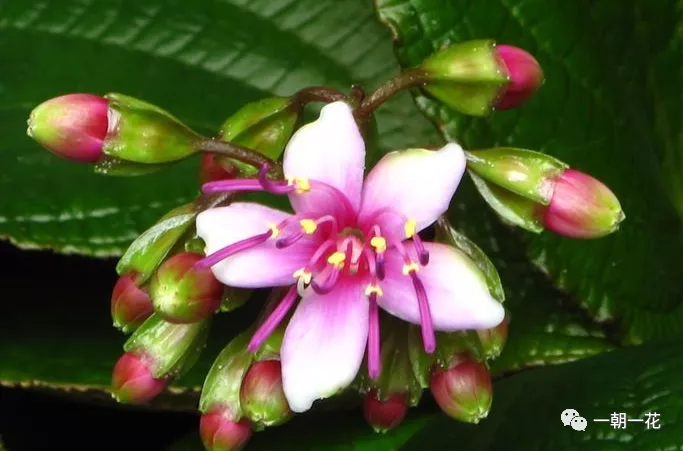 虎颜花