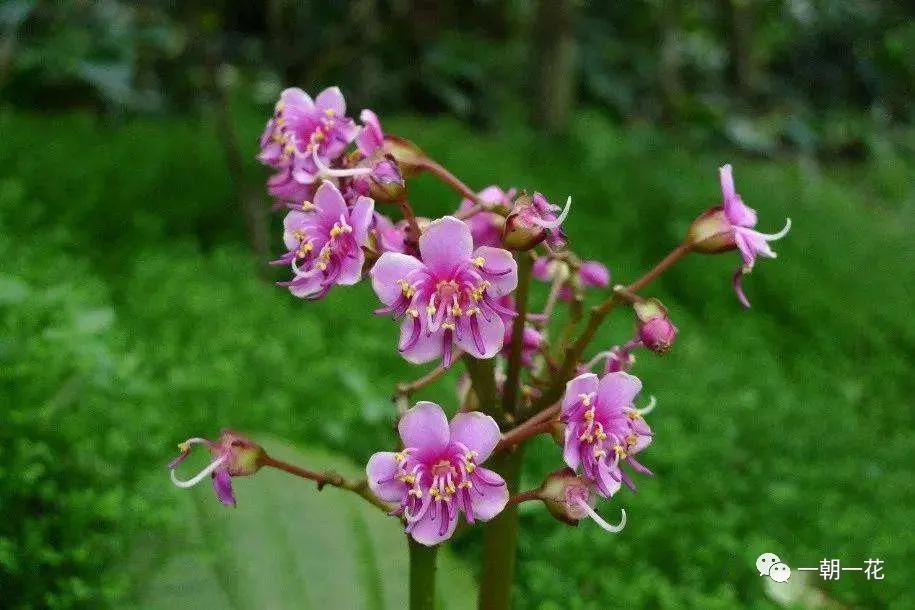 虎颜花