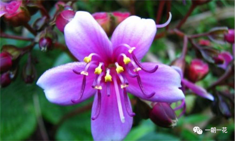 虎颜花