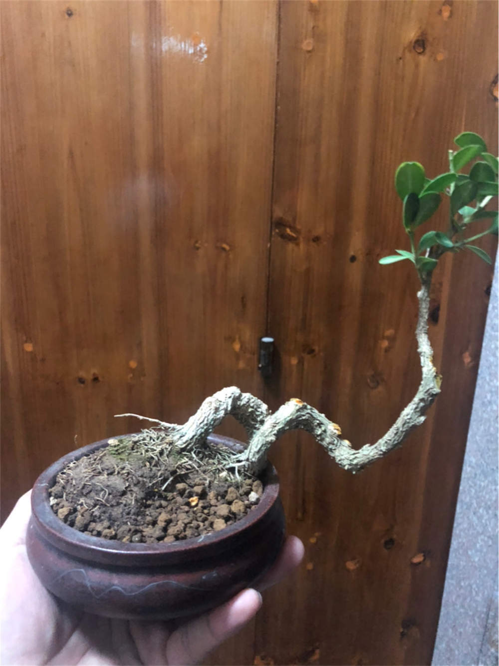 瓜子黄杨