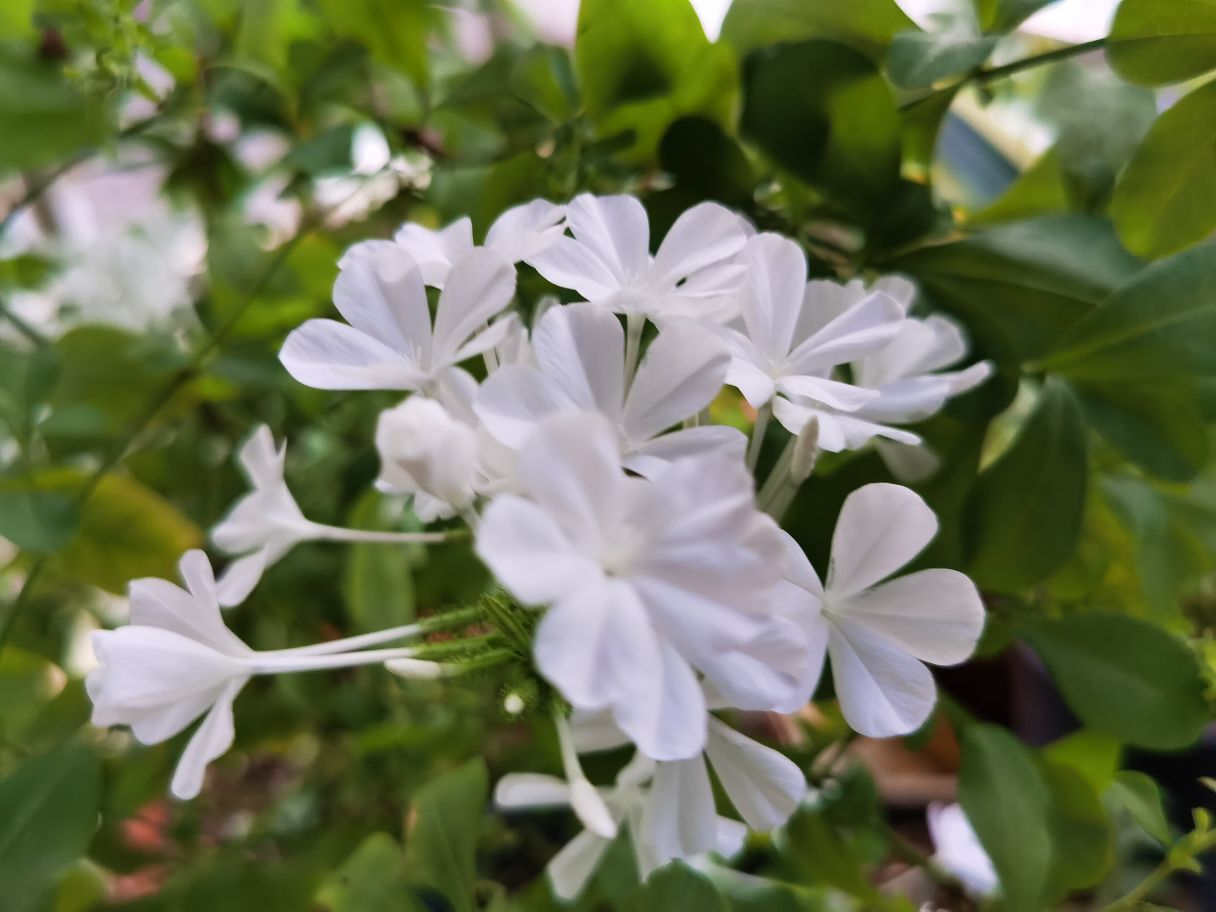 白雪花