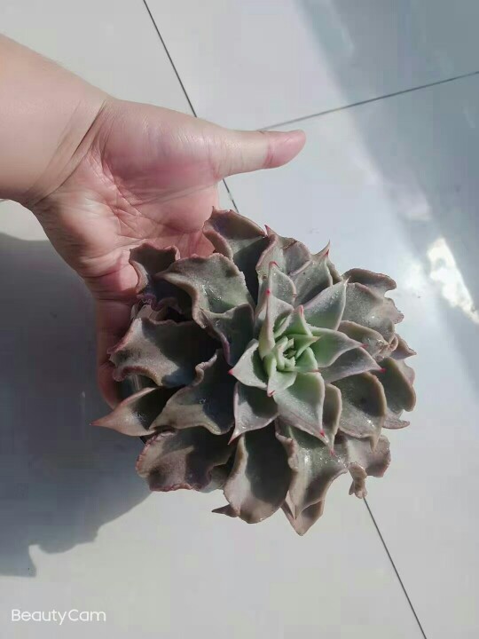 饺子皮多肉