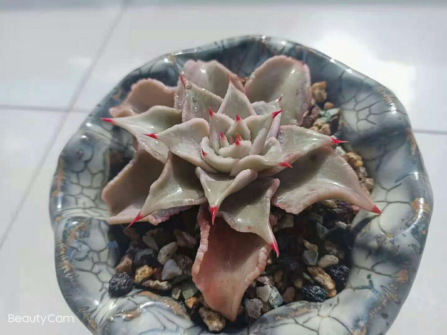 饺子皮多肉