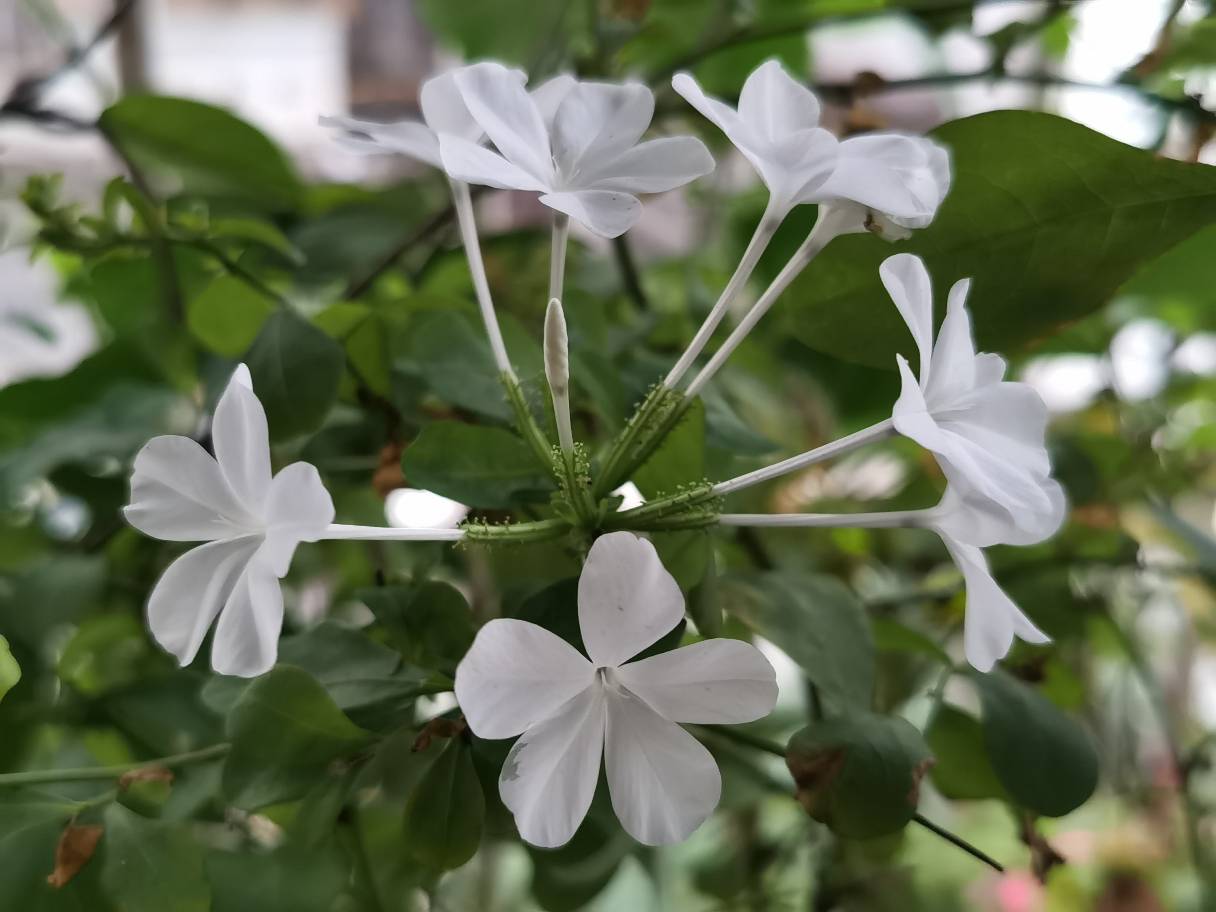 白雪花