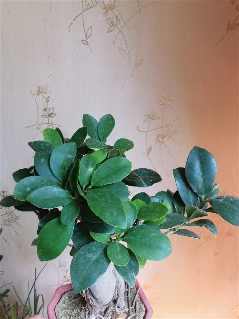 榕树