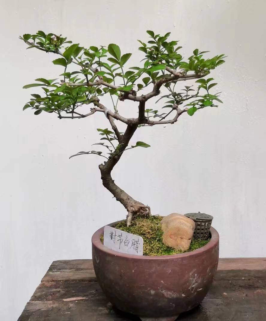 花卉