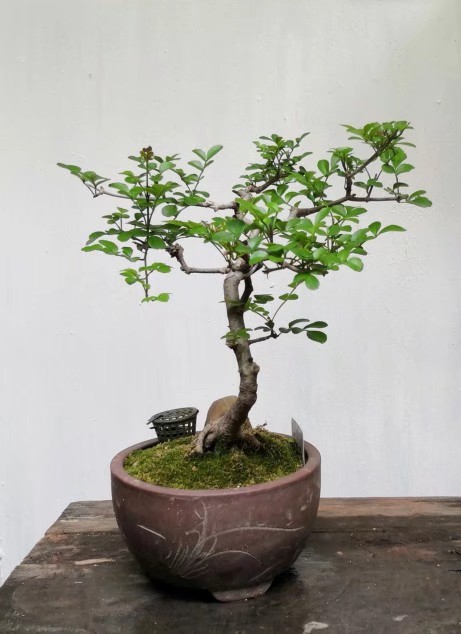 对节白蜡