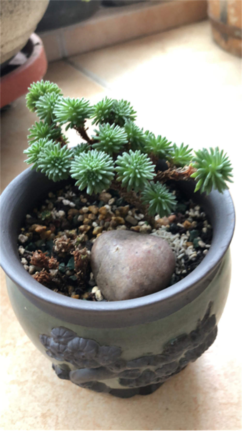 花卉