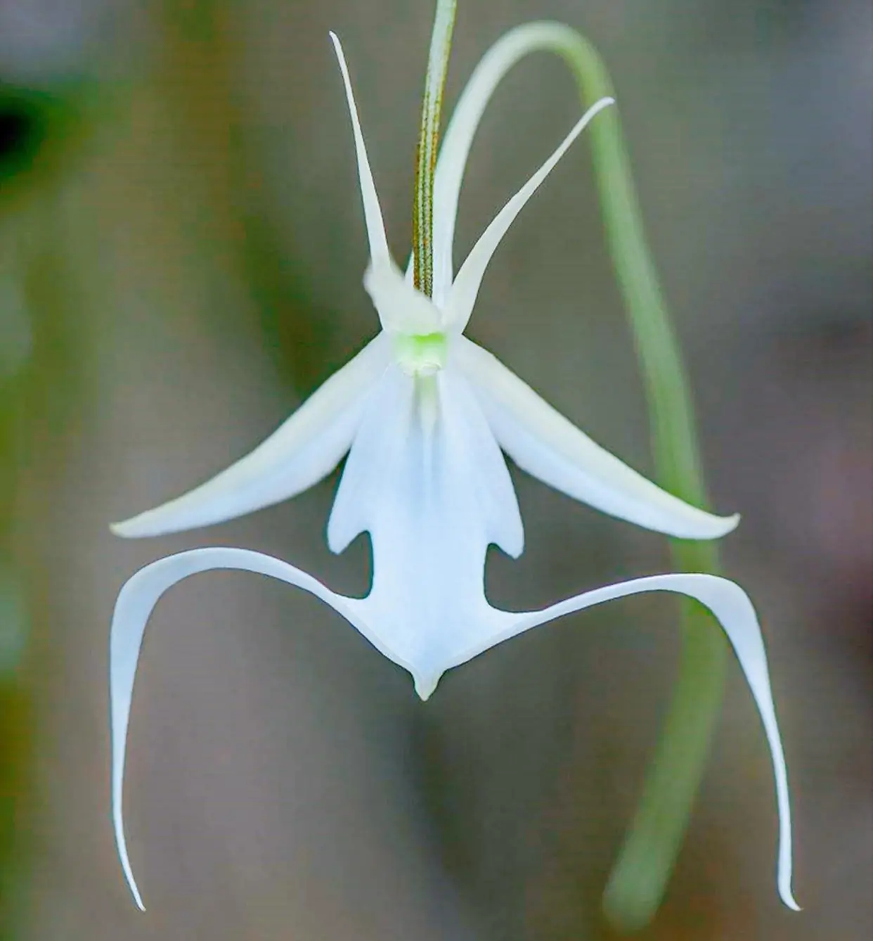 花卉