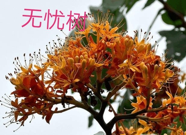 无忧树