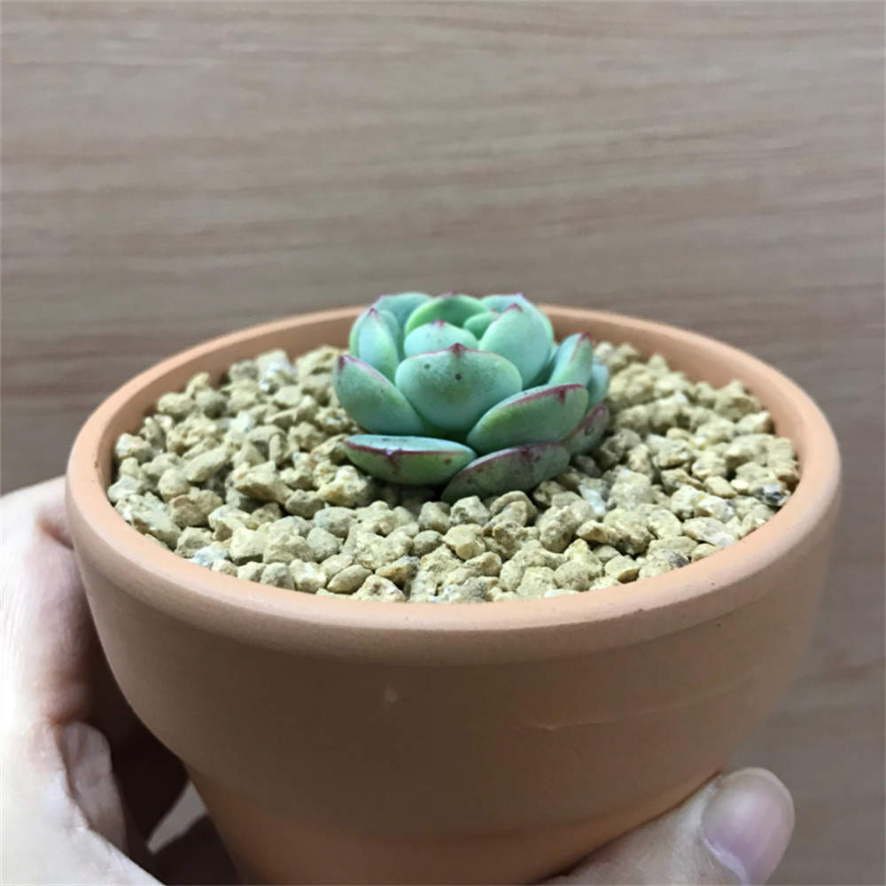 香草多肉