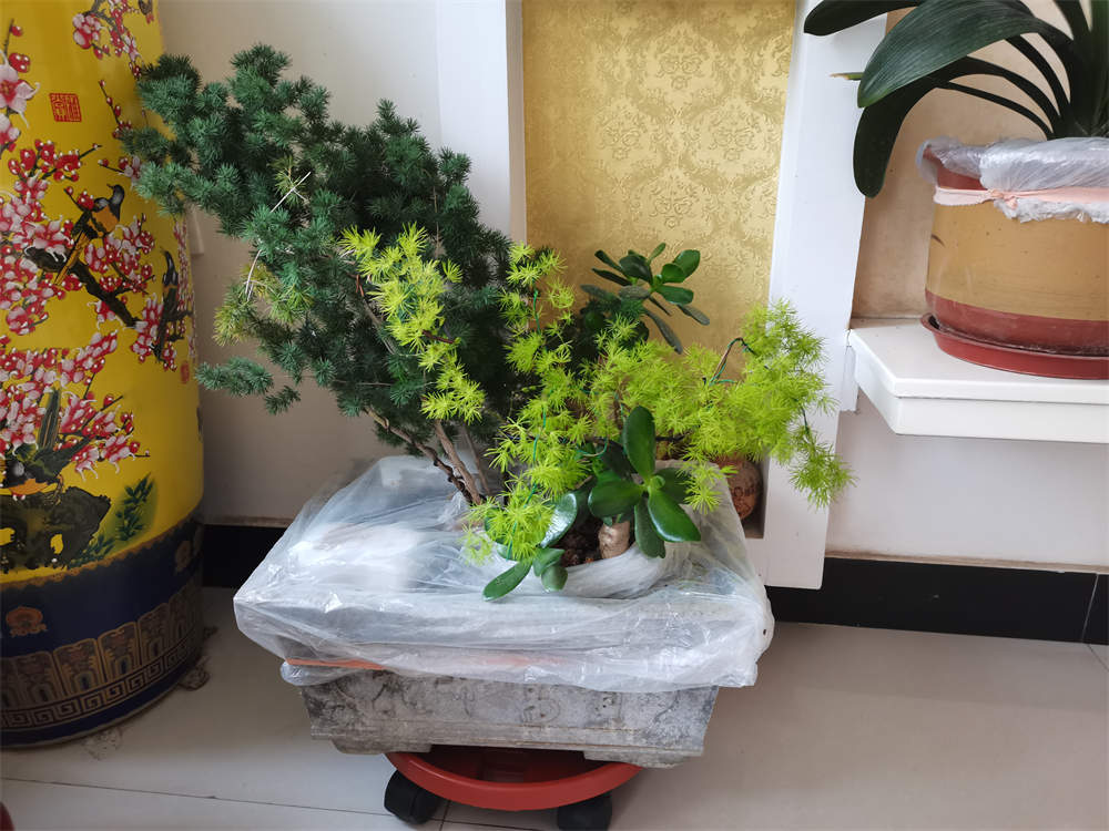 蓬莱松