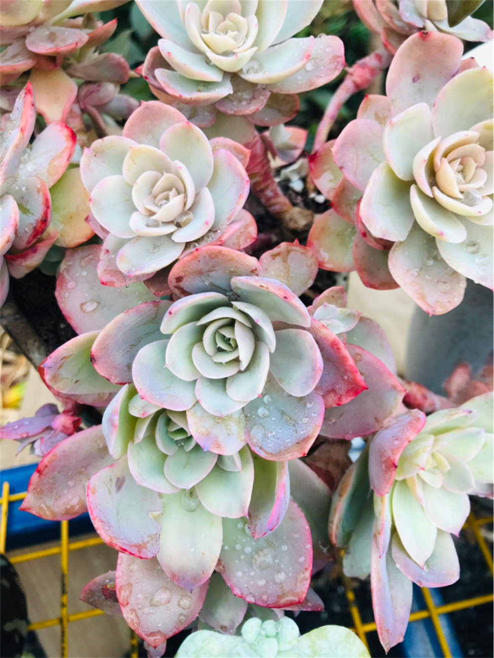 花卉