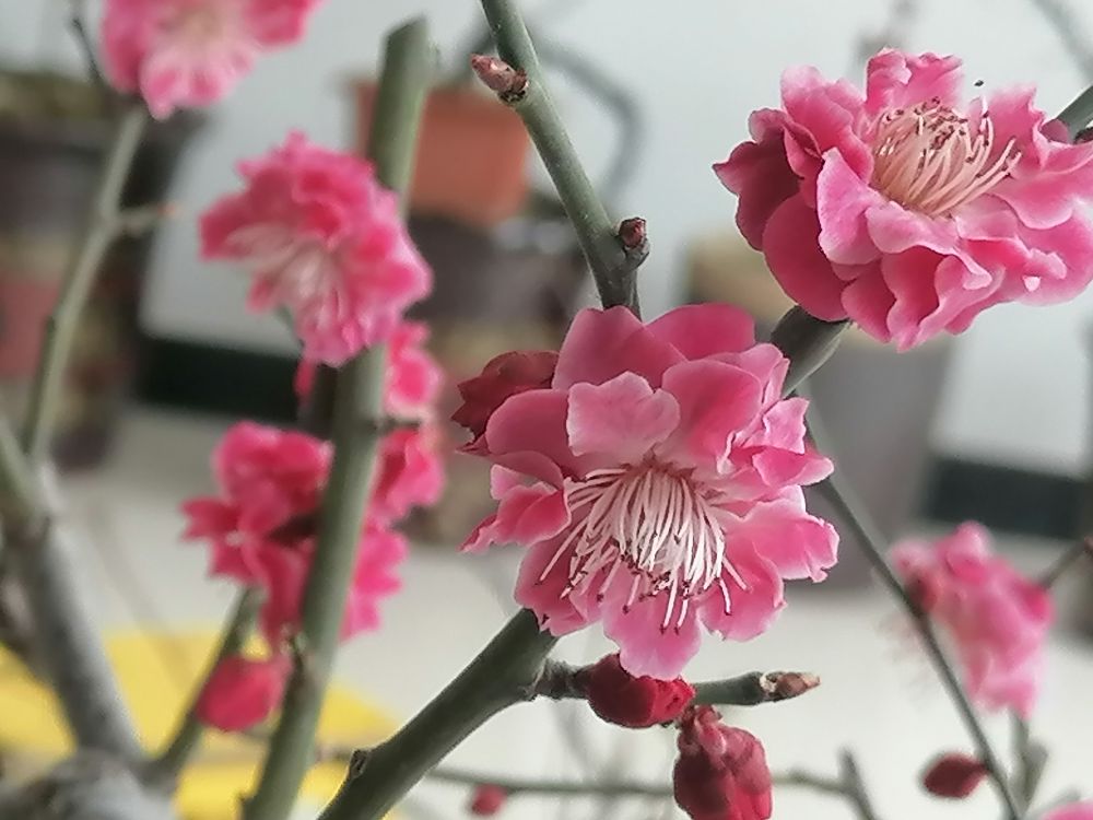骨里红梅