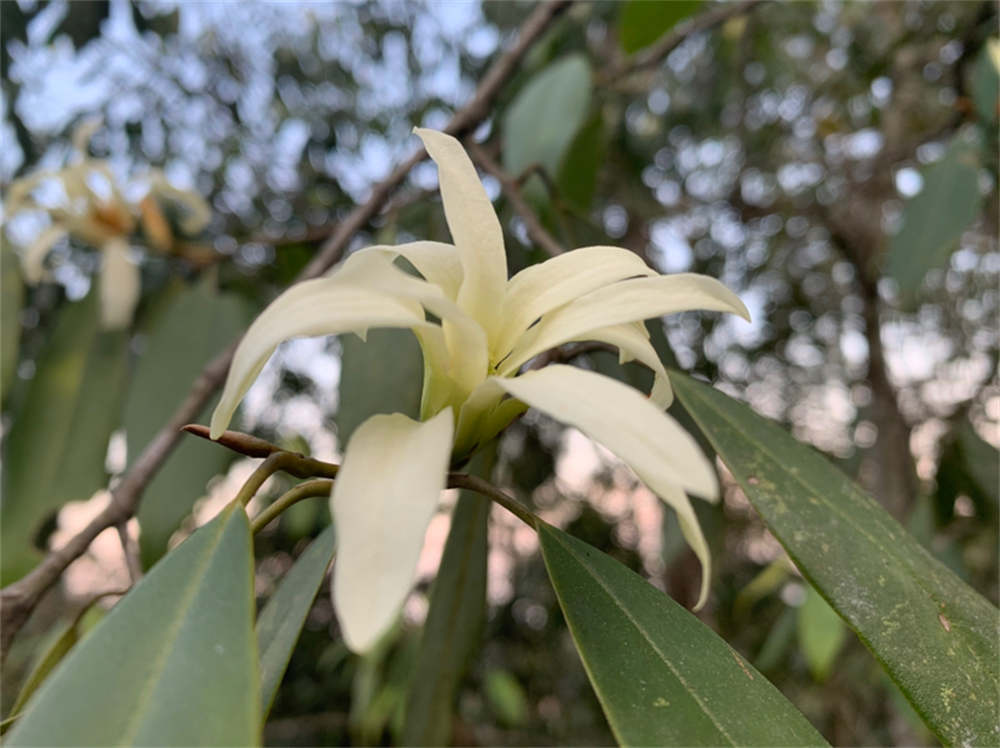 缅桂花