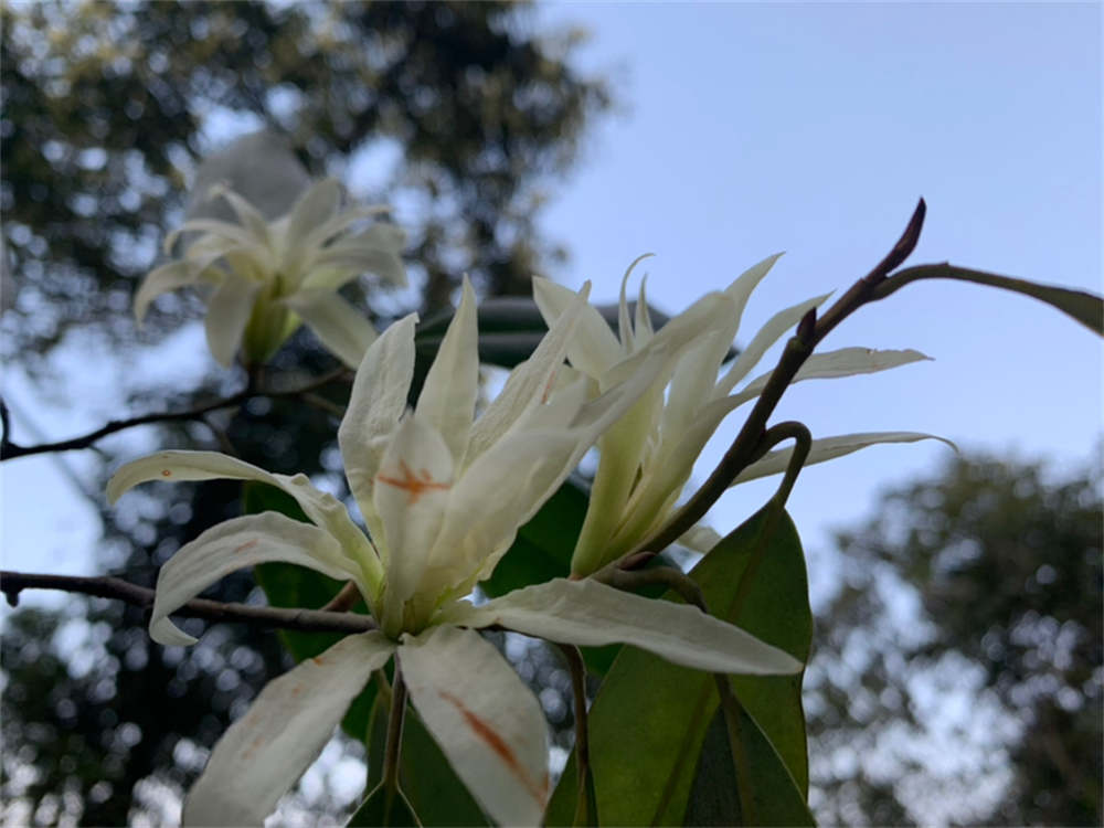 缅桂花