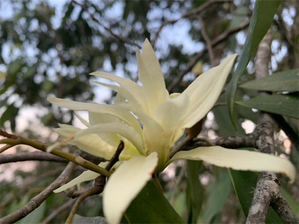 缅桂花