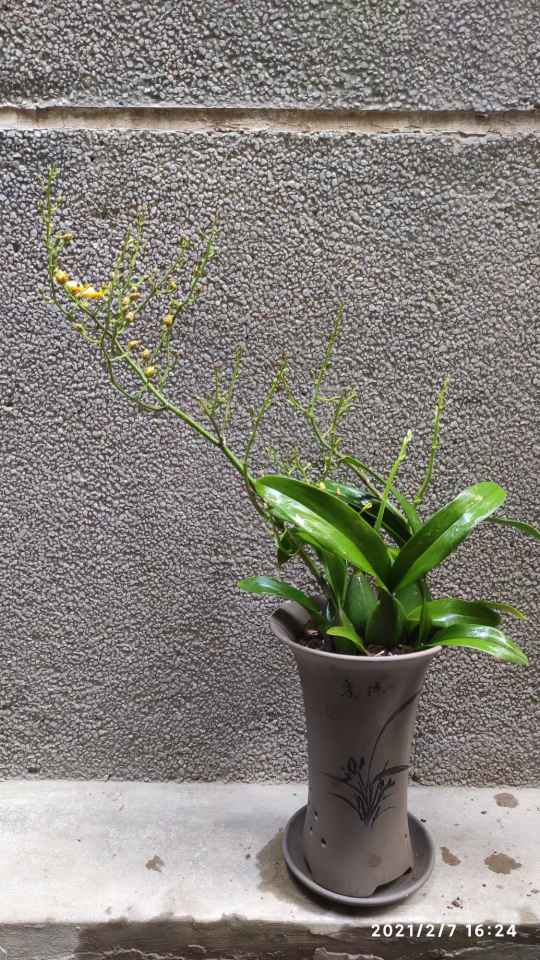香兰