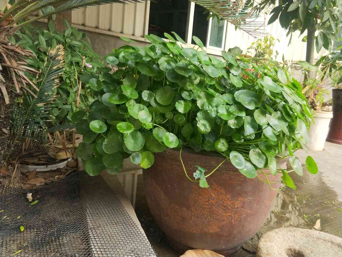 花卉
