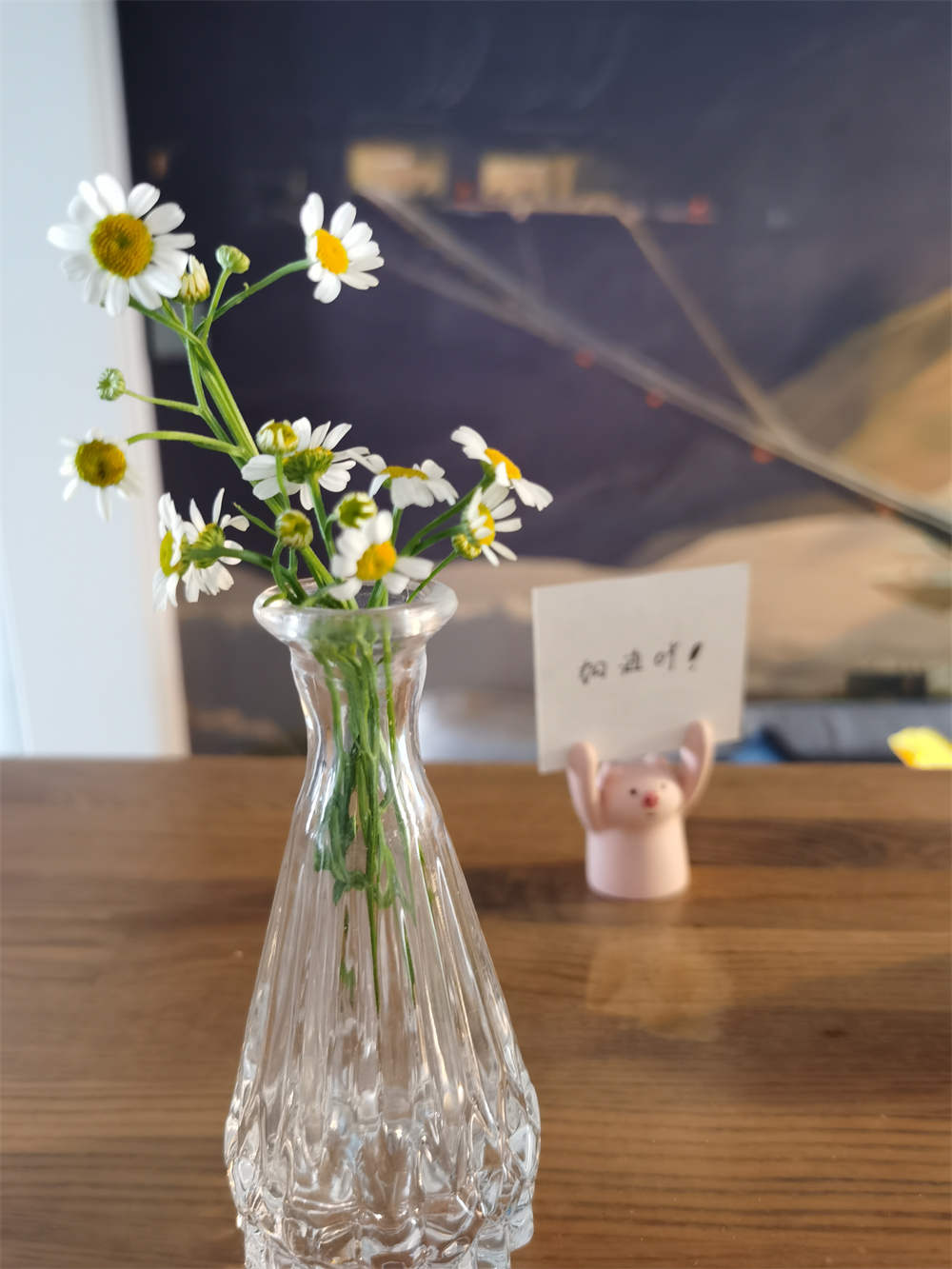 洋甘菊