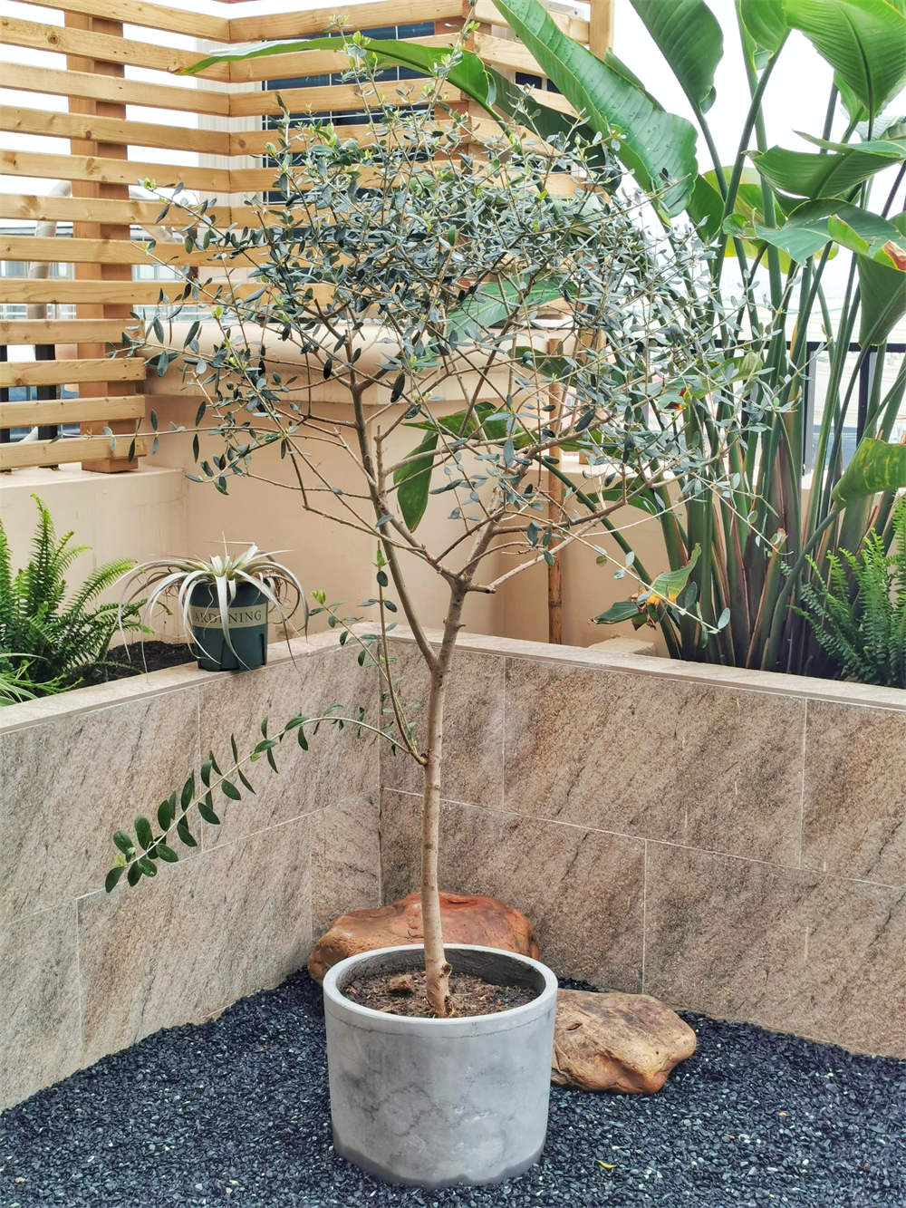 油橄榄