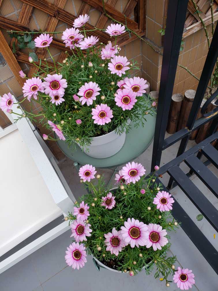 花卉