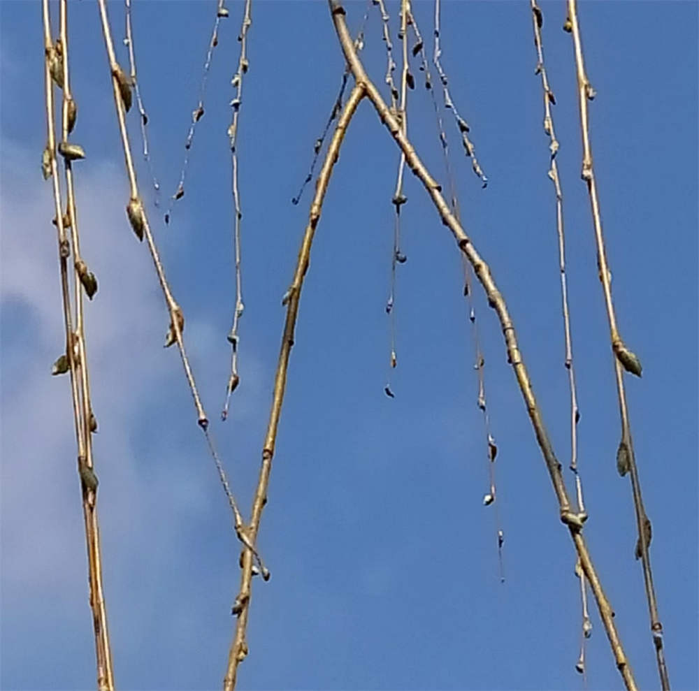 杨树花