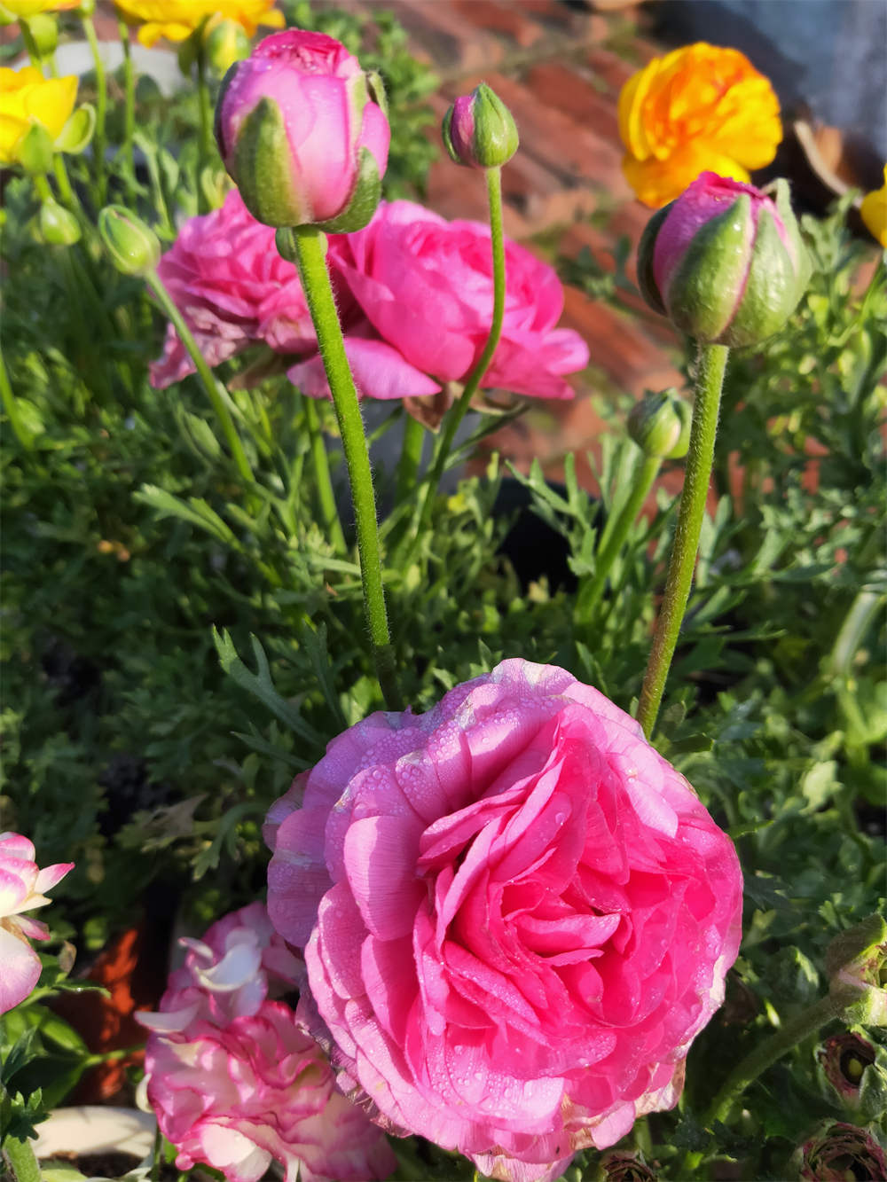 花卉
