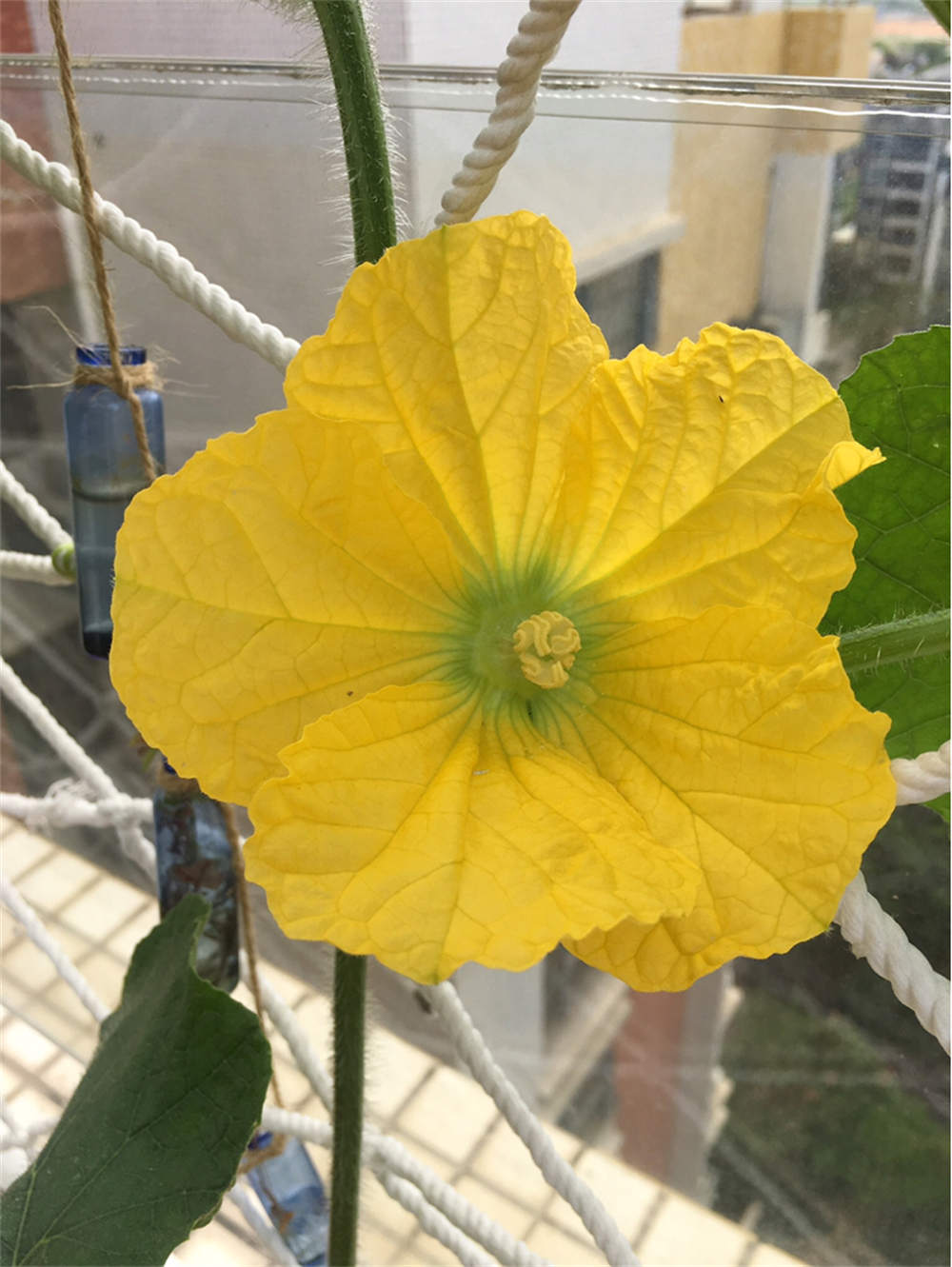 花卉