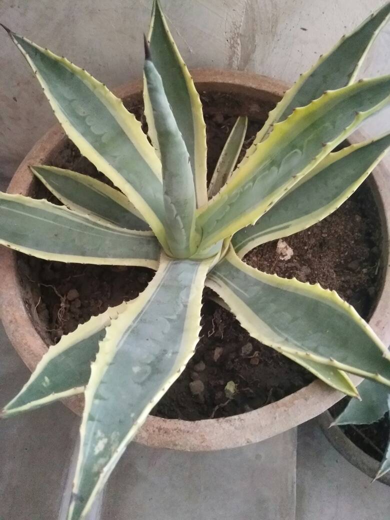 龙舌兰