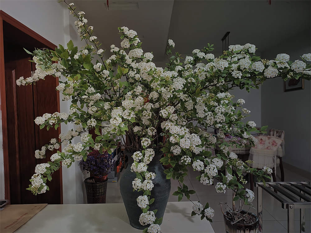 小手球花