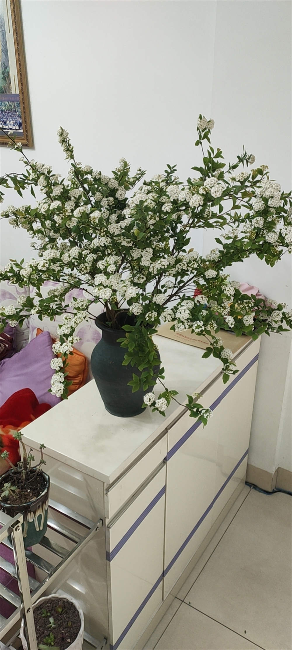 小手球花