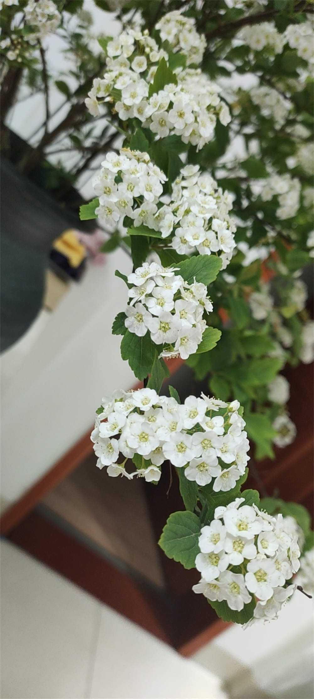 小手球花