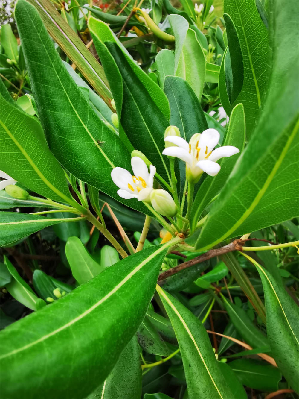 花卉