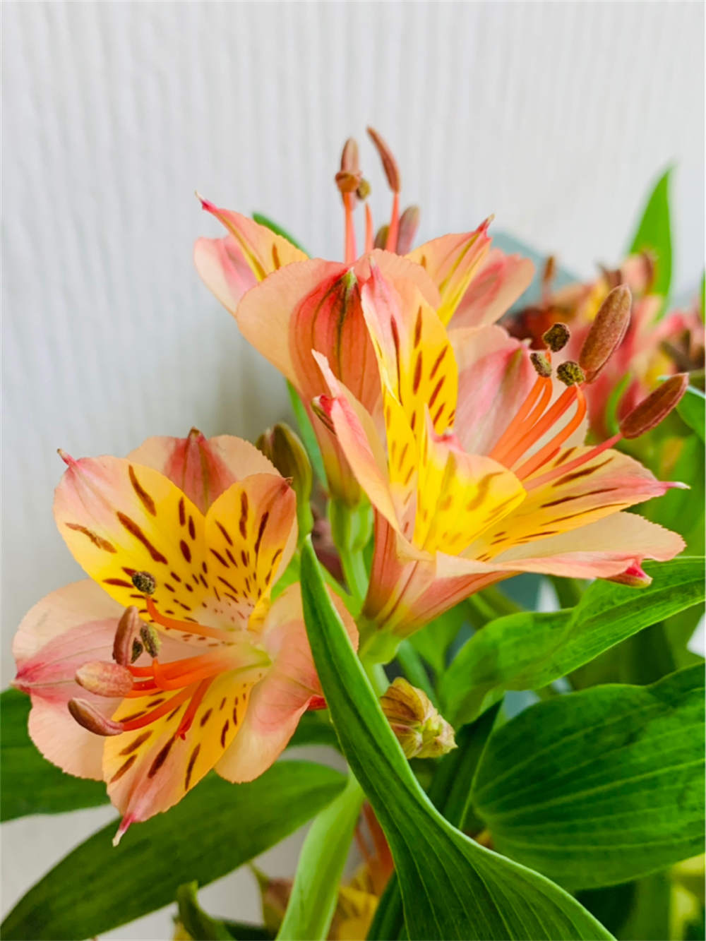 水仙百合
