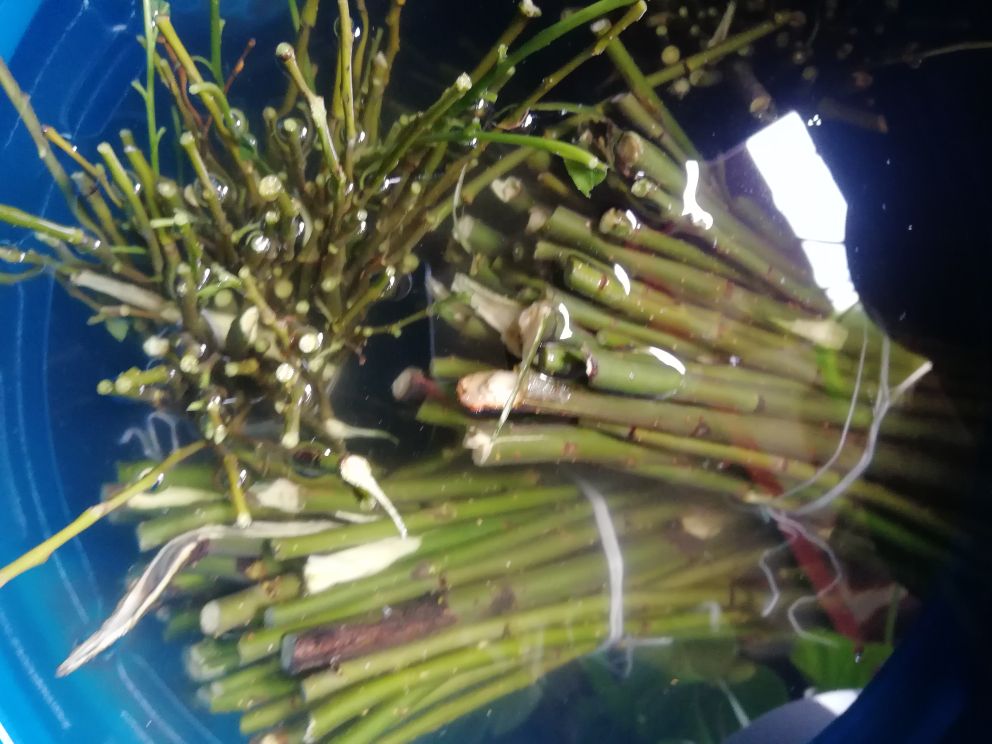 柳枝水 柳枝水