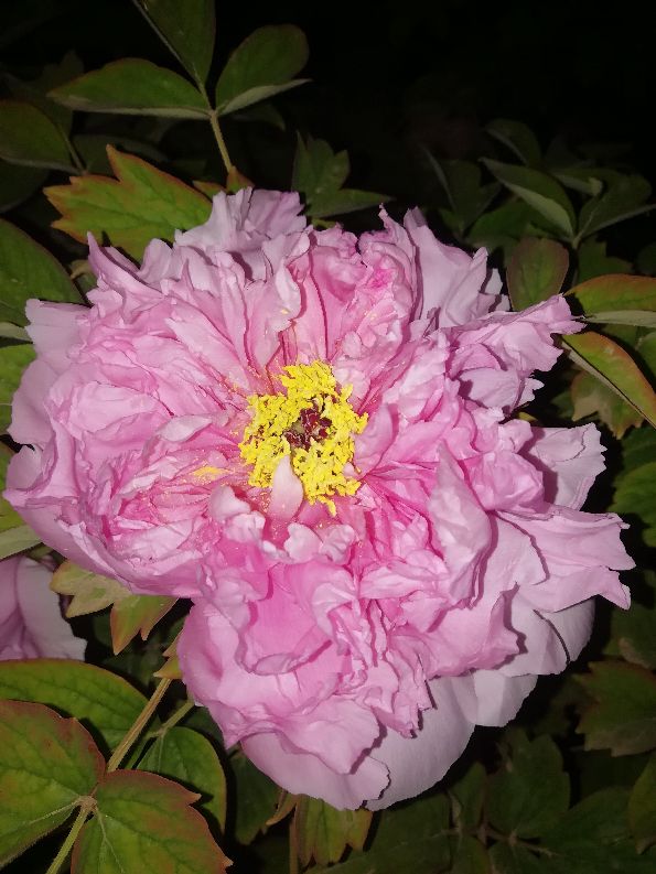 肉芙蓉