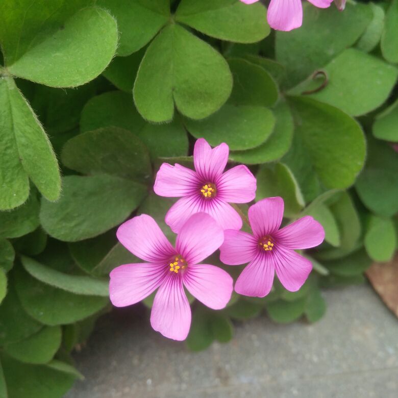 花卉