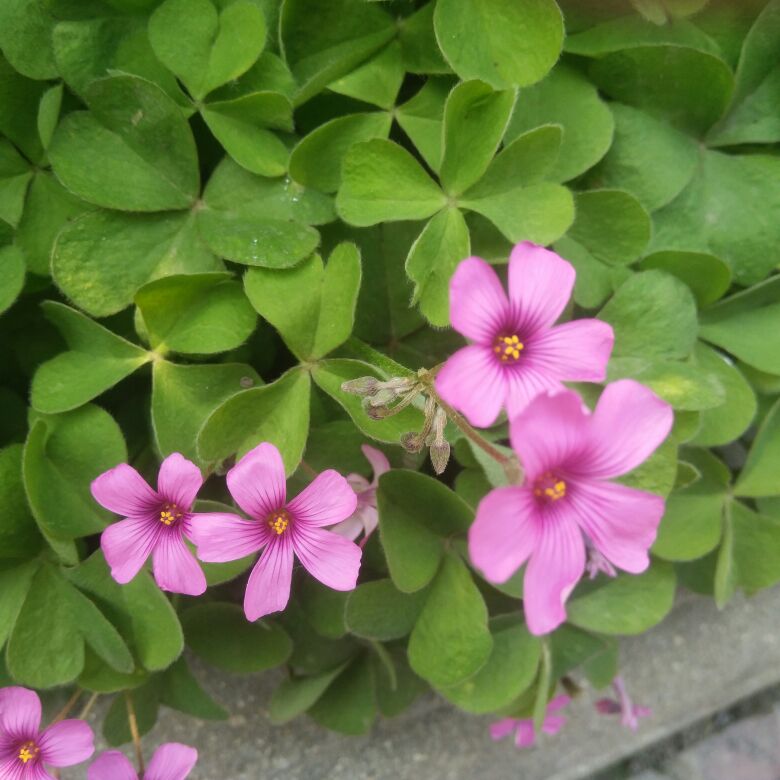花卉