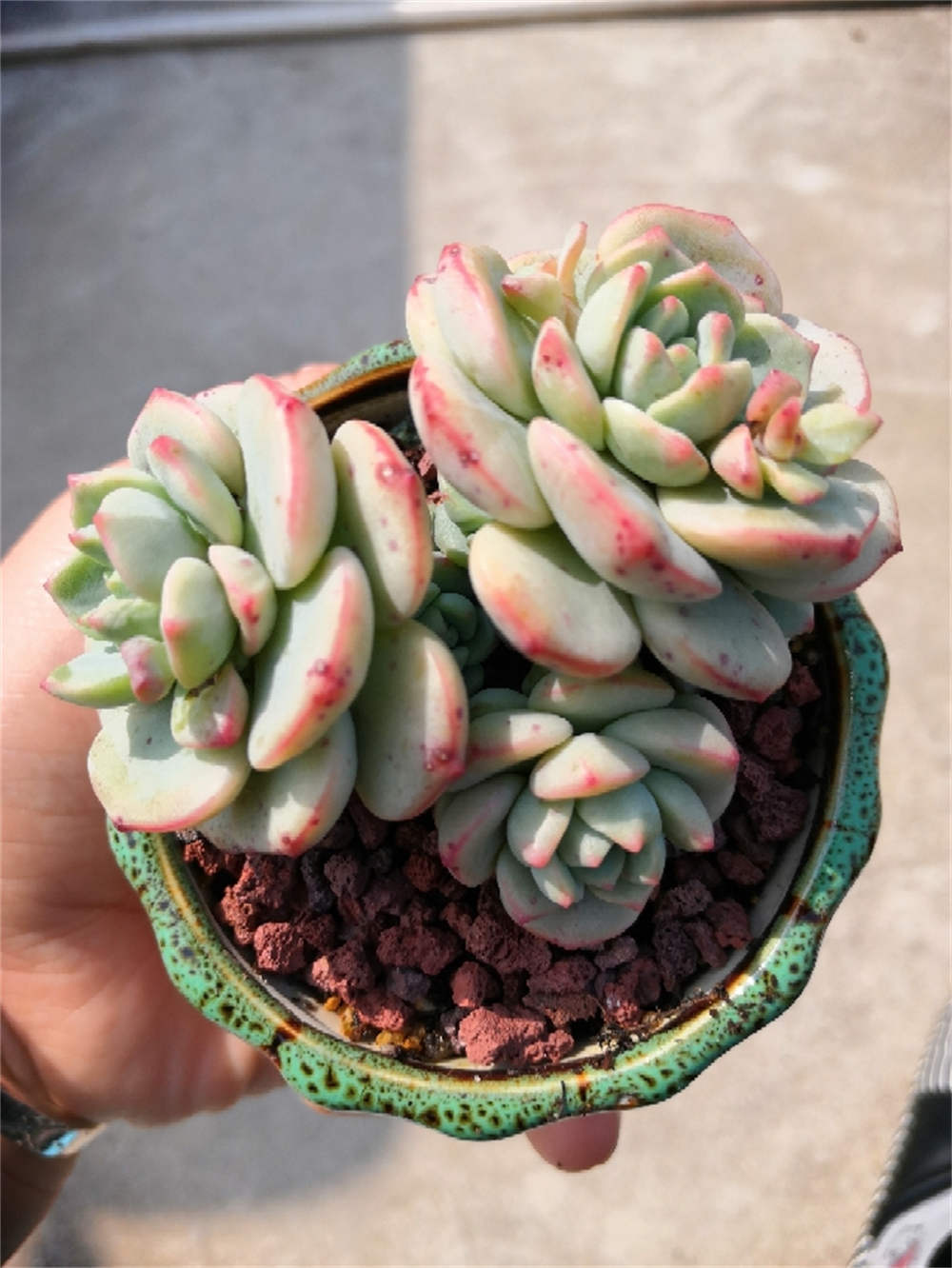 香草多肉