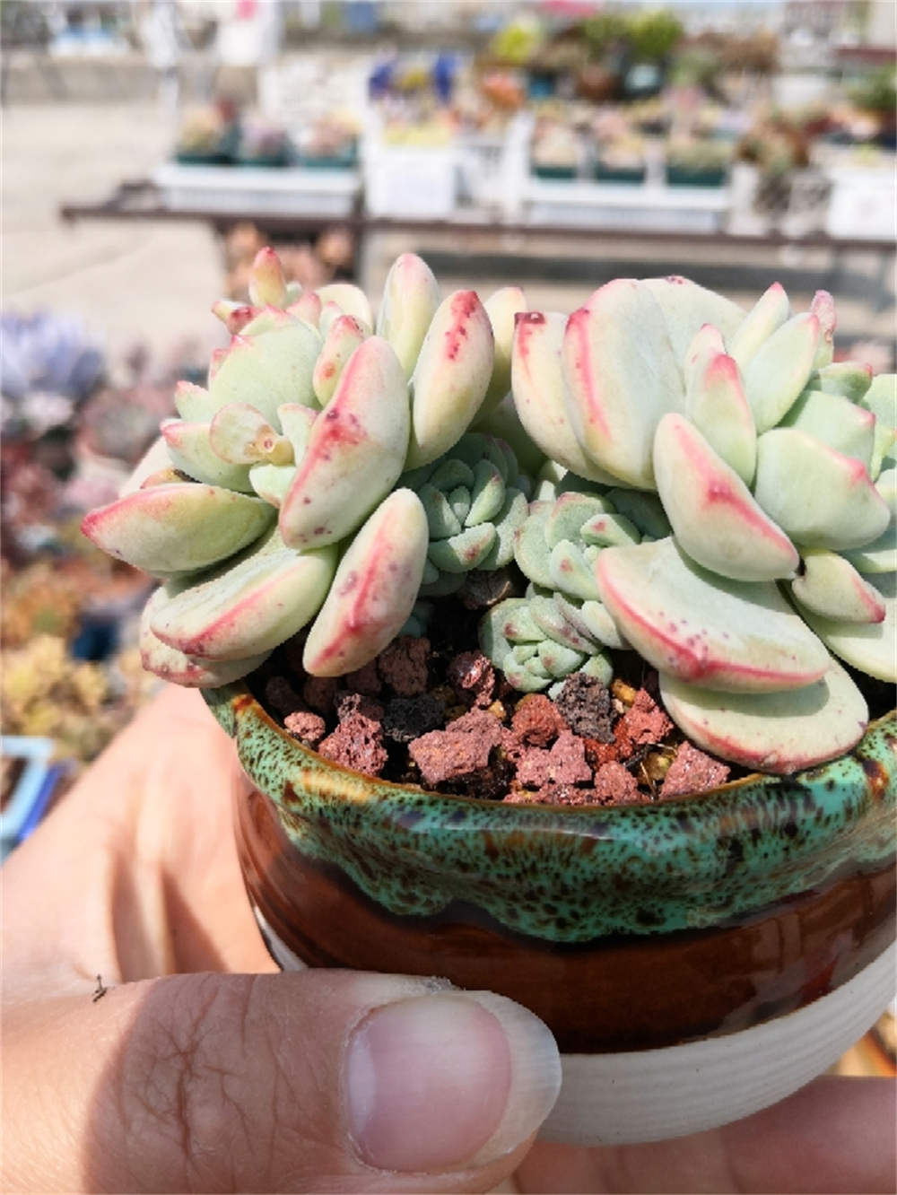 香草多肉