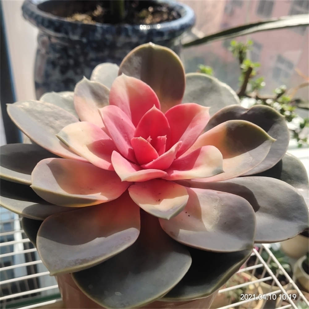 花卉